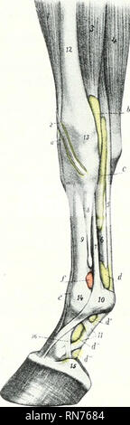 . The anatomy of the domestic animals. Veterinary anatomy. 314 FASCIA AND MUSCLES OF THE HORSE the deep flexor emerges (Fig. 278). A second synovial membrane, the digital S5aiovial sheath ('agina digitalis), begins at the distal fourth of the metacarpus,. Please note that these images are extracted from scanned page images that may have been digitally enhanced for readability - coloration and appearance of these illustrations may not perfectly resemble the original work.. Sisson, Septimus, 1865-1924. Philadelphia Saunders Stock Photo