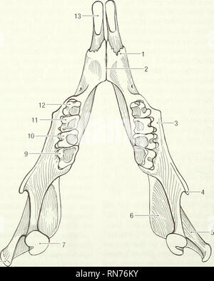 The mandibular first premolar is the tooth located laterally from both ...