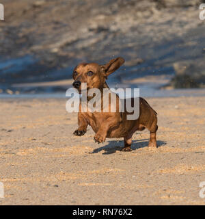 dachshund dog on beach