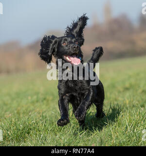 english cocker spaniel dog Stock Photo