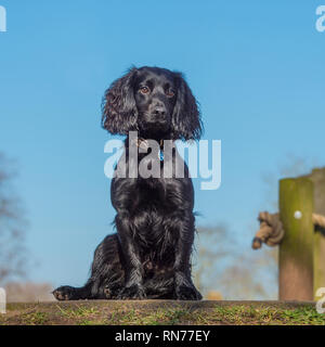 english cocker spaniel dog Stock Photo