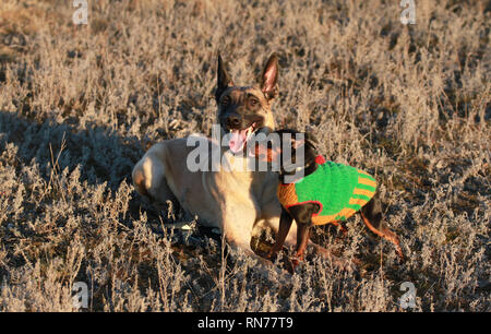 Miniature best sale belgian shepherd