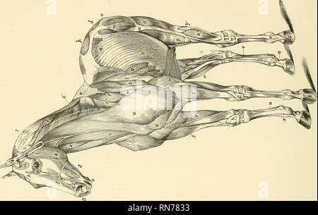 . The anatomy and physiology of the horse: with anatomical and questional illustrations. Containing, also, a series of examinations on equine anatomy and physiology, with instructions in reference to dissection and the mode of making anatomical preparations. To which is added, glossary of veterinary technicalities, toxicological chart, and dictionary of veterinary science. Horses. . Please note that these images are extracted from scanned page images that may have been digitally enhanced for readability - coloration and appearance of these illustrations may not perfectly resemble the original  Stock Photo