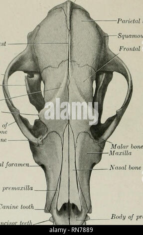 . The anatomy of the domestic animals. Veterinary anatomy. 190 SKELETON OF THE DOG extensively with the corresponding process of tlie malar. The articular surface for the condyle of the mandible consists of a transverse groove which is continued upon the front of the large postglenoid process. Behind the latter is the lower opening of the temporal canal. There is no condyle. The mastoid part is small, but bears a distinct mastoid process. The external acoustic meatus is wide and very short, so that one can see into the tympanum in the dry skull. The bulla ossea is very large and is rounded and Stock Photo