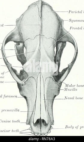 . The anatomy of the domestic animals. Veterinary anatomy. 190 SKELETON OF THE DOG extensively with the correspoinling process of the malar. The articular surface for the condyle of the mandible consists of a transverse groove which is continuetl upon the front of the large postglenoid process. Behind the latter is the lower opening of the temporal canal. There is no condyle. The mastoid part is small, but bears a distinct mastoitl jirocess. The external acoustic meatus is wide and very short, so that one can see into the tympanum in the dry skull. The bulla ossea is very large and is rounded  Stock Photo