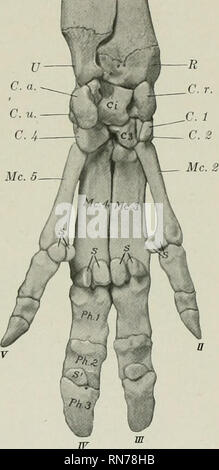 . The anatomy of the domestic animals. Veterinary anatomy. u U C.u. C. a.- C. u. - C.4 C.4- Mc.5 Fig. 1S9.—Skeleton of Distal Part of Left Thor- acic Limb of Pig; Dorsal View. R, Distal end of radius; U, distal end (styloid proc- ess) of ulna; C. v., radial carpal; C. i., intermediate carpal; C. u., ulnar carpal; C 2, C. 5, C. 4i second, third, and fourth carpal bones; Mc. 2-5, metacarpal bones; Pk.l, Ph. 2, Ph. 3, first, second, and third pha- FlG.. 190.— Skeleton of Distal Part of Left Thoracic Limb of Pig; Volar View. R, Distal end of radius; U, distal end (styloid proc- ess) of ulna; C. r. Stock Photo