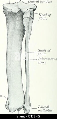 . The anatomy of the domestic animals. Veterinary anatomy. Medial condyle Spine of tibia Lateral condyle. Lateral malleolus Fig. 19.j.—Right Tibia an-d Fibuh of Pig; Ante- rior 'IEW. .rrow iutUcatt'S muscular notch of proximal end of tibia. Fiu. 190.—Rl. &lt;i, Groove on i Distal ena of tibia edial malleolus for tendon of flexor dig- italis longus. third of the anterior surface. The posterior surface is wiile, and is limited laterally by a ridge which extends from the trochanter major to the large lateral supra- condyloitl crest. There is no supracondyloid fossa. The head is strongly curved, Stock Photo