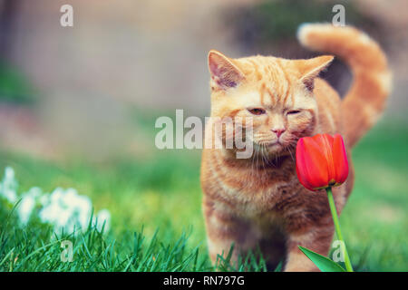 Cute little red kitten walking on the grass in a garden. Cat sniffing tulip flower Stock Photo