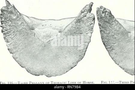 . The anatomy of the domestic animals. Veterinary anatomy. Fig. 114. 114, 113.—Cross-. Please note that these images are extracted from scanned page images that may have been digitally enhanced for readability - coloration and appearance of these illustrations may not perfectly resemble the original work.. Sisson, Septimus, 1865-1924. Philadelphia Saunders Stock Photo