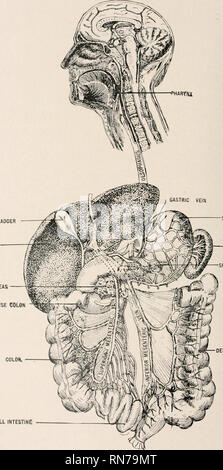 . Anatomy in a nutshell : a treatise on human anatomy in its relation to osteopathy. Human anatomy; Osteopathic medicine; Osteopathic Medicine; Anatomy. PLATE CXXXVIII. ASCENOING COLON,. JALL BLADDER LIVER PANCREAS TRANSVERSE COLON SPLEEN SPLENIC VEIN DESCENDING COLON SMALL INTESTINE Showing the Entire Alimentary Canal and the Portal Circulation-. 308. Please note that these images are extracted from scanned page images that may have been digitally enhanced for readability - coloration and appearance of these illustrations may not perfectly resemble the original work.. Laughlin, William Ross. 
