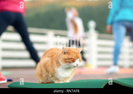 Peaceful cat sleeping while group of women training. Ginger and white cat sitting on yoga mat with closed eyes. People practicing and doing fitness or other sports.