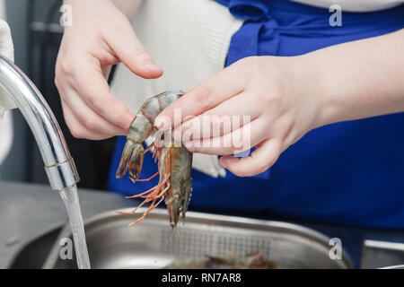 Closeup hand keep and wash fresh royal raw shrimp with head on background of professional perforated gastronorm container in the restaurant's kitchen. Stock Photo