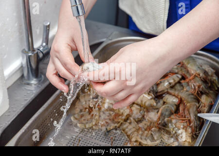 Closeup hand keep and wash fresh royal raw shrimp with head on background of professional perforated gastronorm container in the restaurant's kitchen. Stock Photo