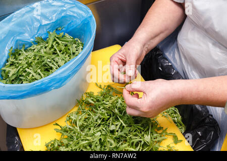 Сook's hands sorts the leaves of fresh arugula salad into bowl in professional kitchen of the restaurant. The concept of cooking for the banquet, cook Stock Photo