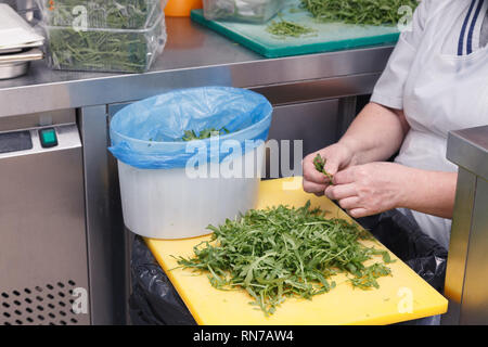 Сook's hands sorts the leaves of fresh arugula salad into bowl in professional kitchen of the restaurant. The concept of cooking for the banquet, cook Stock Photo
