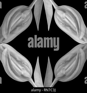 Fine art still life bright monochrome abstract pattern made of macros of a single isolated closed tulip blossom on black background with details Stock Photo