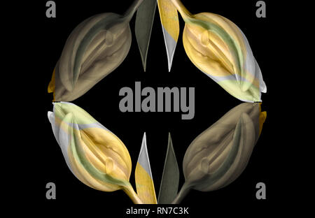 Fine art still life bright colorful abstract pattern made fof macros of a single isolated yellow green closed tulip blossom on black background Stock Photo