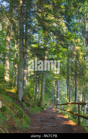 forest path in dappled light. wooden fence. low angle view. beautiful summer scenery Stock Photo