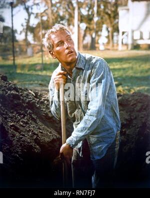 COOL HAND LUKE, PAUL NEWMAN, 1967 Stock Photo