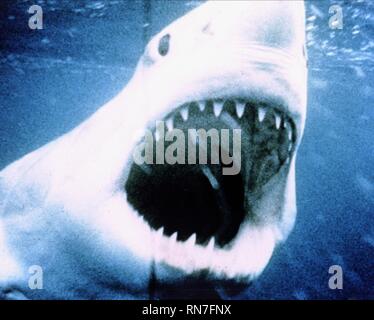 GREAT WHITE SHARK, JAWS, 1975 Stock Photo