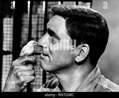 LANCASTER,BIRD, THE BIRDMAN OF ALCATRAZ, 1962 Stock Photo