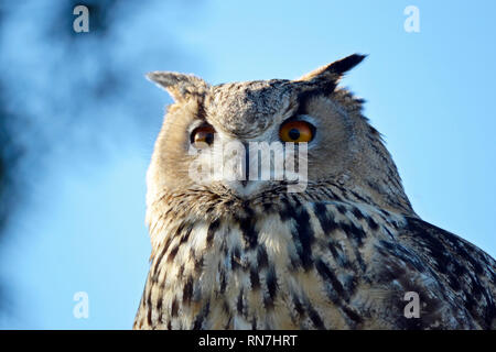 Turkmenian Eagle Owl in the Birds of Prey Flying Display at the Woburn Safari Park, Woburn, Bedfordshire, UK Stock Photo