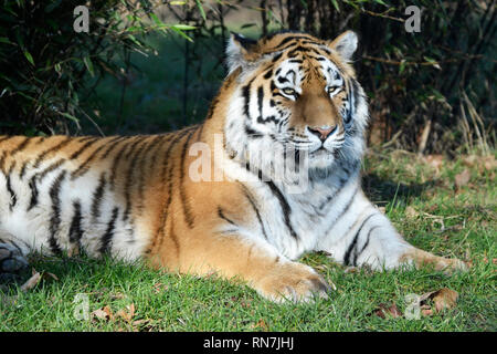 A Siberian Tiger (also called amur tiger) at Woburn Safari Park, Woburn, Bedfordshire, UK Stock Photo