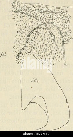 . Anatomischer Anzeiger. Anatomy, Comparative; Anatomy, Comparative. -Idß. Me pza Fig. 2. 3Ie Avie vorher, pza prälacteale Zahn- ld2 r. o. Fig. 3. Me wie vorher, pza wie vorher, fsl freies Schmelzleisten- ende. tition aufzufassen ist, nachgewiesen. Auch diese Befunde sind also als Beweis nach irgend einer Richtung hin nicht genügend. Ueberhaupt ist diese Beobachtung von Resten verloren gegangener Zahureihen im Unterkiefer durchaus auffallend. Gleich vielen anderen Säugetier- formen, ist auch bei Ungulaten die Reduction der Prämolaren im Unterkiefer weiter vorgeschritten als im Oberkiefer. So i Stock Photo