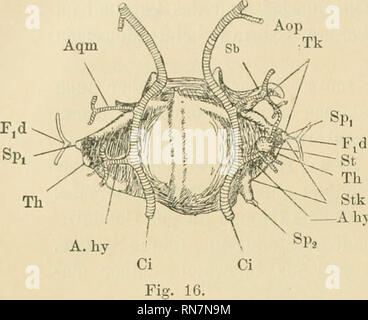 . Anatomischer Anzeiger. Anatomy, Comparative; Anatomy, Comparative. 270 Ci. Pto Cond. Please note that these images are extracted from scanned page images that may have been digitally enhanced for readability - coloration and appearance of these illustrations may not perfectly resemble the original work.. Anatomische Gesellschaft. Jena : G. Fischer Stock Photo