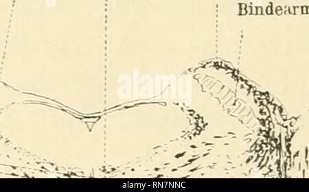 . Anatomischer Anzeiger. Anatomy, Comparative; Anatomy, Comparative. 148 gehen von außerhalb des Quintuskernes gelegenen Teilen des Stich- kanals aus. Von den zuletzt genannten erwähne ich: a) Dorsale Brückenfasern aus der Umgebung eines ventromedial vom sensibeln Quintuskerne gelegenen Ganglions, die an der ventralen Haubengrenze mitten durch die medialen Schleifen ziehen und in einem gleich gelagerten Ganglion der anderen (rechten) Seite verschwinden („Strat. prof, pout.&quot; Fig. 1); b) ventrale Brückenfasern zum Brückengrau derselben und der anderen Seite („Strat. superf. pont.&quot; Fig. Stock Photo