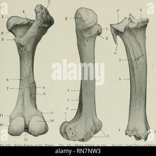Fovea Capitis