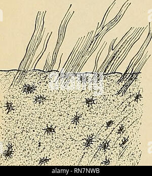 Structure of bone tissue or Osseous tissue, Cross-sectional radius of