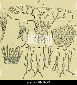 The anatomy of the frog (Page 381, Fig. 237 Stock Photo - Alamy