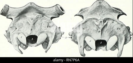 . The anatomy of the domestic animals. Veterinary anatomy. 142 SKELETON OF THE OX upper and lower parts than in the horse. The mastoid foramen is at the junction of the occipital and temporal bones; it is frequently very small.. Fig. 138.—Cranium of Jebset Cow, Nuchal View. The Fig. l.TO—Cranium of Polled ..-gus Cow. Ndchal Sawn Off. 1, Foramen magnum; 2, occipital condyle; 3, paramastoid process: 4, bulla ossea; .'». meatus acusticua extornus; 6, mastoid foramen; 7, external occipital protuberance; 8, median occipital crest; 9, liuea nuchse superior; 10, frontal Nasal bone Dorsal miatiia Mi Stock Photo