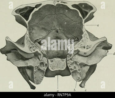 . The anatomy of the domestic animals. Veterinary anatomy. Fig. 130.—Cross-section of Cranium of Ox. The section cuts the posterior part of the temporal condyle and is viewed from behind, a, Body of sphenoid; 6, bulla ossea; c, temporal condyle; 1, dorsum sellse; 2, foramen ovale; 3, hypophyseal or pituitary fossa; 4, foramen orbito-rotundum; 5, optic foramina: 0. crista galli; 7, cribriform plate of ethmoid; S, orbital wing of sphenoid; 9, temporal wing of sphenoid; 10, internal plate of frontal bone; 11, frontal sinus; 12, temporal process of malar bone.. Fig. 131.—Cross-section of Cranium o Stock Photo