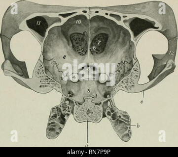 . The anatomy of the domestic animals. Veterinary anatomy. BONES OF THE CKANIUM 133. Fig. 130.—Cross-section of Cranium of Ox. The section cuts the posterior part of the temporal condyle and is viewed from behind, a, Body of sphenoid; 6, bulla ossea; c, temporal condyle; 1, dorsum sellse; 2, foramen ovale; 3, hypophyseal or pituitary fossa; 4, foramen orbito-rotundum; 5, optic foramina: 0. crista galli; 7, cribriform plate of ethmoid; S, orbital wing of sphenoid; 9, temporal wing of sphenoid; 10, internal plate of frontal bone; 11, frontal sinus; 12, temporal process of malar bone.. Please not Stock Photo