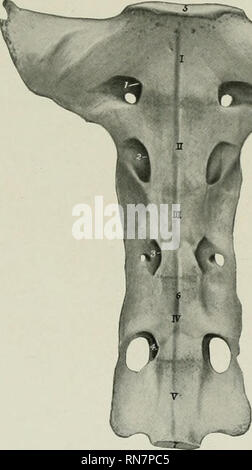 . The anatomy of the domestic animals. Veterinary anatomy. VERTEBRAL COLUMN 129. / irregular, and often bear projections of variable size and form. The first is the shortest and the length increases to the fifth, the last being consitlerably shorter. The spinous processes arc relatively low and wide, the last lieing the smallest; their summits are moderately thickcneil. The sacrum is longer than that of the horse. It consists originally of five segments, but fusion is more complete and involves the spinous processes, which are united to form a median sacral crest (Crista sacralis media), with  Stock Photo