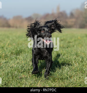 english cocker spaniel dog Stock Photo