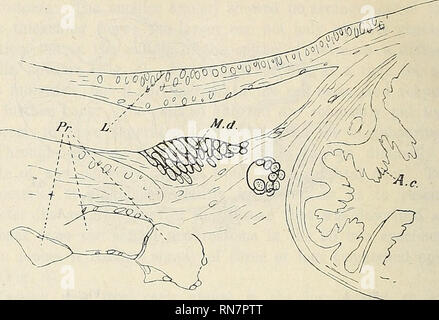 . Anatomischer Anzeiger. Anatomy, Comparative. 740 Fig. 5.. Pig. 6. Pig. 7.. Please note that these images are extracted from scanned page images that may have been digitally enhanced for readability - coloration and appearance of these illustrations may not perfectly resemble the original work.. Anatomische Gesellschaft. Jena : G. Fischer Stock Photo