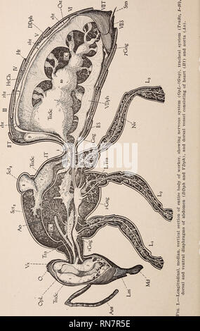 . The Anatomy Of The Honey Bee. Insects; Bees; Bees Anatomy; Honeybee ...