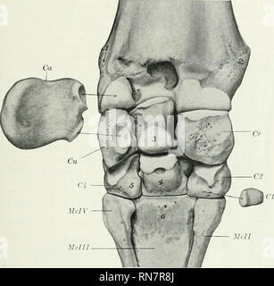 . The anatomy of the domestic animals. Veterinary anatomy. THE FOURTH CARPAL BONE 97 and a lateral one for the fourth or lateral metacarpal bone. The medial surfac** has two or three facets for articulation with the third carpal, between wliich it i^ excavated and rough. The dorsal surface is convex and rough. The lateral sur-. FiG. 73.—Left Carpus of Horse, with Parts of Adjacent Bones; Volar View. The accessorj' and first carpal bones have been moved out of their natural position and their articular connections indicated by arrows. Cr, Radial carpal; 3. intermediate carpal; Cu, ulnar carpal; Stock Photo