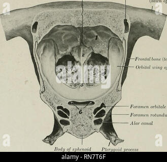 . The anatomy of the domestic animals. Veterinary anatomy. 56 THE SKELETON OF THE HORSE perpendicular plate and are termed endoturbinates. These diminish in size from above down- ward; the largest is attached to the nasal bone, and is hence usually called the dorsal or nasal turbinate; the second is much smaller, and is very commonly termed the great ethmoid cell. The cavity enclosed by this communicates laterally with the maxillary sinus, but not directly with the nasal cavity. Between the endoturbinates are twenty-one small ectoturbinates, and all are beset with secondary and tertiary coiled Stock Photo