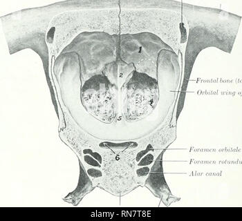 . The anatomy of the domestic animals. Veterinary anatomy. 56 THE SKELETON OF THE HORSE perpendicular plate and are termed endoturbinates. Tlusc liiniiuish in size from above down- ward; the largest is attached to the nasal Imne, ami is linirc uMially calleii the dorsal or nasal turbinate; the second is much smaller, and is very riuniiionly Icniied the great ethmoid ceU. The cavity rnrlnsnl by this communicates laterally with the maxillary sinus, but not directly with the iia-il .aiiy. Between the endoturbinates are twenty-one small ectoturbinates, and all are liesri with sicondary and tertia Stock Photo