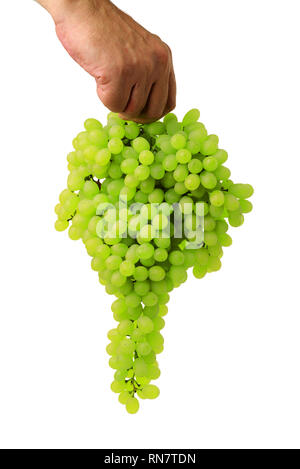 Green grape bunch in man's hand isolated on white background Stock Photo