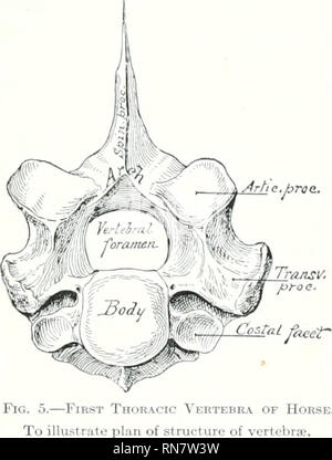 . The anatomy of the domestic animals. Veterinary anatomy. 26 OSTEOLOGY a common plan of structure, which must first be understood. The parts of wliieh a vertebra consists are the body, the arch, and the processes. The body (Corpus vertebrie) is the more or less cylindrical mass on which the other parts are constructed. The anterior and posterior extremities of the body are attached to the adjacent vertebrie by intervertebral fibro-cartilages, and are usually convex and concave respectively. The dorsal surface is flattened and enters into the formation of the vertebral canal, while the ventral Stock Photo