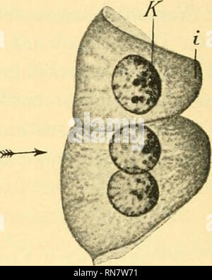 . Anatomischer Anzeiger. Anatomy, Comparative; Anatomy, Comparative. Abb. 1. Abb. 2. Abb. 1. Eine oberflächliche Gruppe von Zellen aus einem Hodenkanälchen eines noch nicht vollkommen Geschlechtsreifen Rana esculenta. Alk.-Formalin; Häm. DELAFiELD-Eosin. C in der Richtung der eindringenden Fixierungsflüssigkeit, welche, wie in allen folgenden Abbildungen, durch einen Pfeil gekennzeichnet ist, zusammen- gedrängtes Chromatin; M Membran des Kanälchens; bei a anscheinend ausgepreßtes Chromatin. Vergr. 740. Abb. 2. Zwei ganz oberflächlich gelegene Zellen eines Nierenkanälchens vom Frosch (wie in Ab Stock Photo