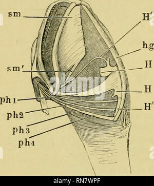 . The anatomy of the frog. Frogs -- Anatomy; Amphibians -- Anatomy. 22 ...