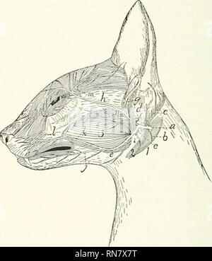 . Anatomy of the cat. Cats; Mammals. THE EAR. 419 {b) The following ...