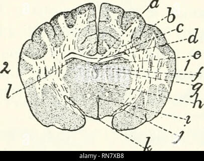 . Anatomy of the cat. Cats; Mammals. Fig. 149.—Caudal Surp-ace of Transverse Section of Brain THROUGH THE GeNU OF THE Corpus Callosum. Fig. 150.—Caudal Surface of Transverse Section of Brain THROUGH THE OPTIC ChIASMA AND THE Region of the Inter- ventricular I'ORAMEN (Fora- men OF Monro). Fig. 149.—Gray matter dotted; white matter with a few lines, i, right hemi- sphere; 2, left hemisphere, a, corpus callosum, section through genu and rostrum; l>, cavity of lateral ventricles. Fig. 150.—I, right hemisphere; 2, left hemisphere, a, corpus callosum; i, for- nix (cut); c, cavity of lateral ventr Stock Photo