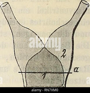 . Anatomischer Anzeiger. Anatomy, Comparative. . Please note that these images are extracted from scanned page images that may have been digitally enhanced for readability - coloration and appearance of these illustrations may not perfectly resemble the original work.. Anatomische Gesellschaft. Jena : G. Fischer